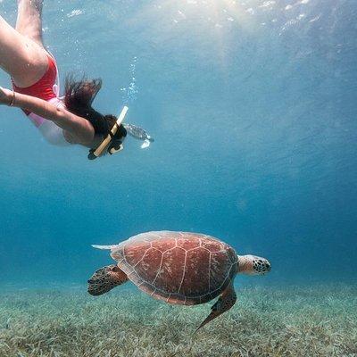 Culebra Island Snorkel and Turtle Adventure with Ferry Transport