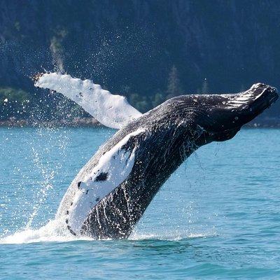 Kenai Fjords and Resurrection Bay Half-Day Wildlife Cruise