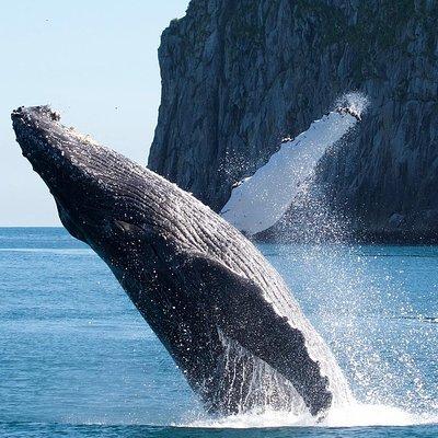 Kenai Fjords National Park Glacier & Wildlife Cruise