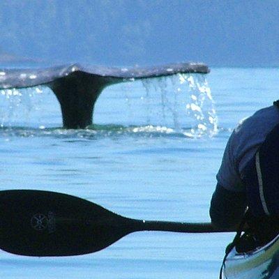 3-Hour Sea Kayak Tour in the San Juan Islands