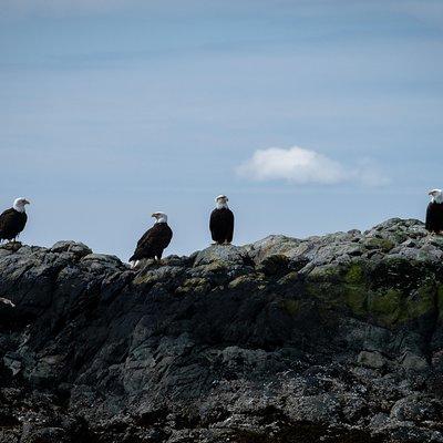 Lighthouse, Totems & Eagles Excursion