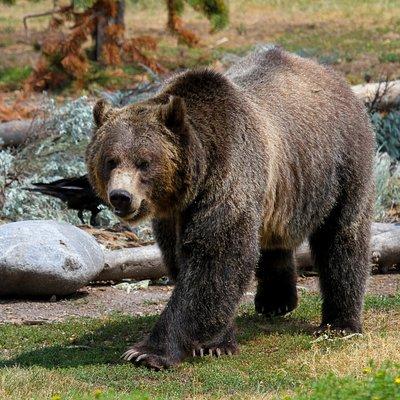 Private Yellowstone National Park Sightseeing Tour with Lunch