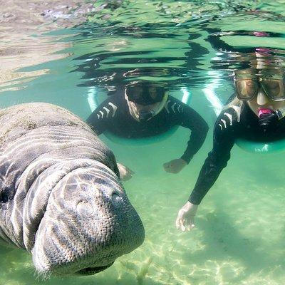 Manatee Snorkel Tour - Small Group