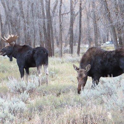 Grand Teton National Park - PRIVATE Sunset Tour from Jackson Hole