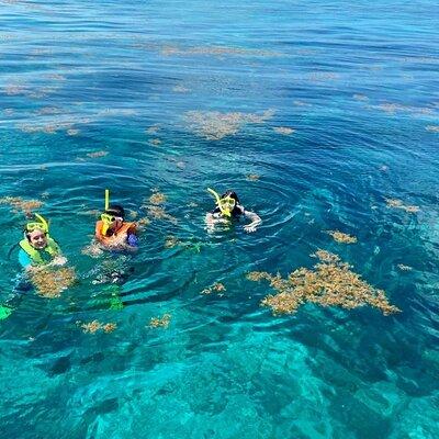 Half Day Snorkel Trip on Reefs in the Florida Keys