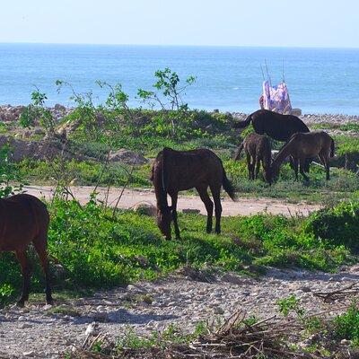 Half-Day Horseback Riding in Aourir with Berber Meal