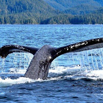 Amazing Whale Watching and Marine Wildlife Shore Excursion