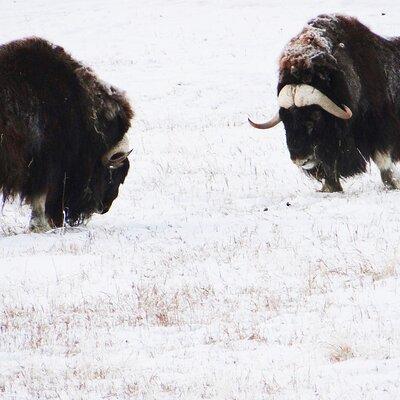 Arctic Day: Yukon Wildlife Half Day Viewing Tour