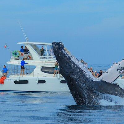 Luxury Catamaran Whale Watching Cabo San Lucas