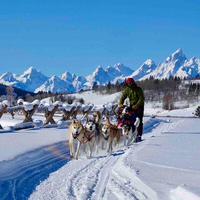 Jackson Hole Dog Sledding Adventure