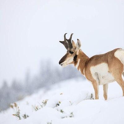 Yellowstone Winter Wildlife Safari from Bozeman - Private Tour