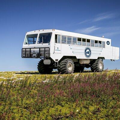 Tundra Buggy Summer Day Tours