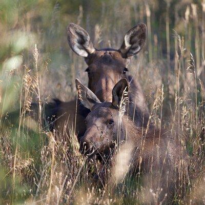 The Premier Wildlife Tours in Rocky Mountain National Park