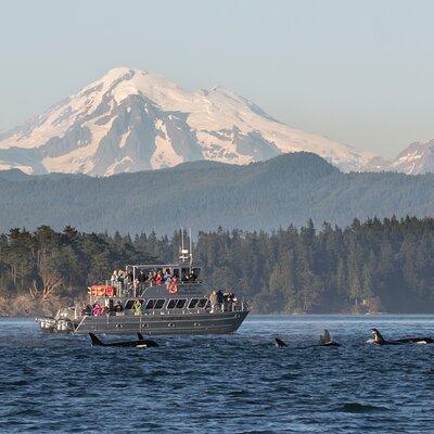 Orcas Island Whale Watching