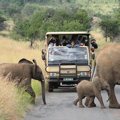 Pilanesberg Safari Open vehicle game Full Day 