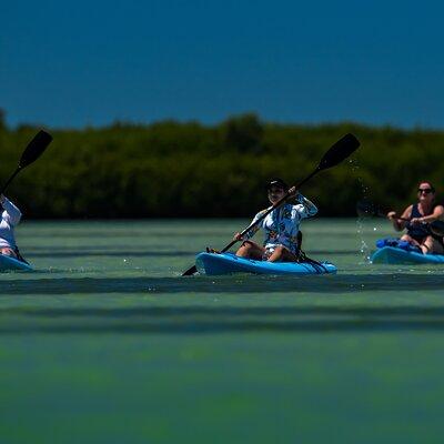 Kayak Tour at Shell Key with Capt Yak