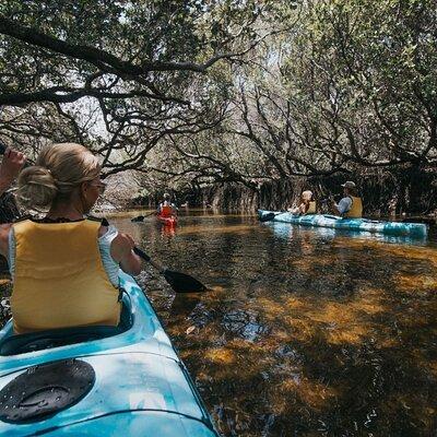 Dolphin Sanctuary Kayak Tour Adelaide