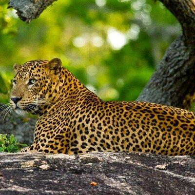 2 Day Private Tour of Yala wild Safari & Galle Sightseeing - All Inclusive