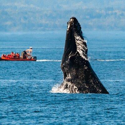 Victoria: Winter Whale Watching & Marine Wildlife Tour