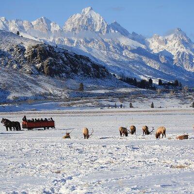 PRIVATE Grand Teton Wildlife Safari, Elk Refuge Sleigh Ride & Lunch