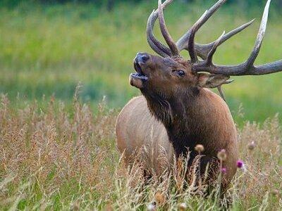 Half-Day Rocky Mountain National Park "Lake and Meadows Tour"