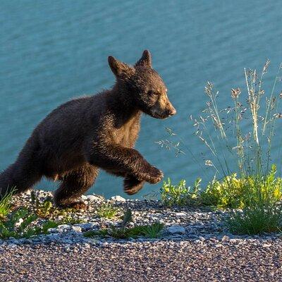 Morning Jasper National Park Wildlife Tour