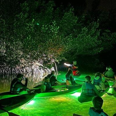 Sharkey's Glass Bottom Fish Feeding LED Night Tour in Sarasota