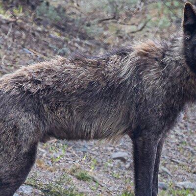 Yellowstone Full-Day Upper Loop Wildlife Adventure w/Lunch 