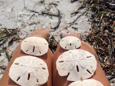 Three Hour Shelling Cruise to Shell Key Preserve from John's Pass