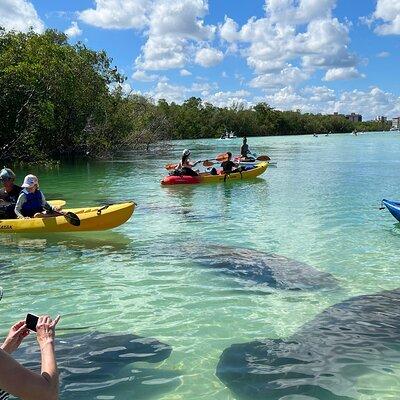 Guided Island EcoTour: CLEAR/Standard Kayak, SUP - Bonita Springs