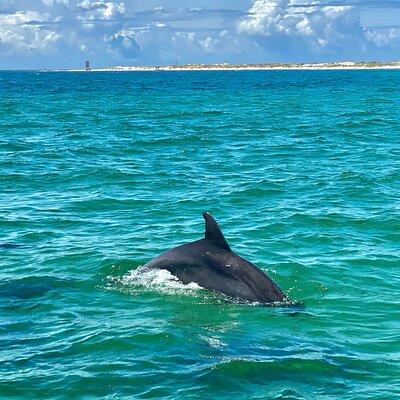 Frisky Mermaid Dolphin Tour + Secluded Beach + Equip