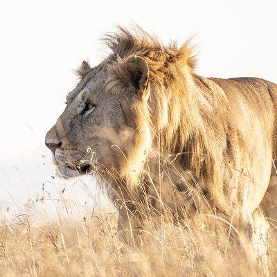 Private 5-Hour Lion Park Tour from Johannesburg or Pretoria