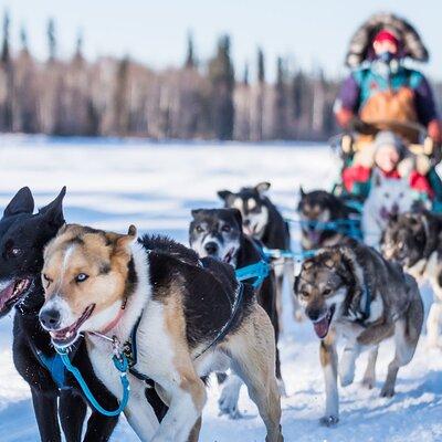 Private Guided Dog Sledding on the Historic Yukon Quest Trail