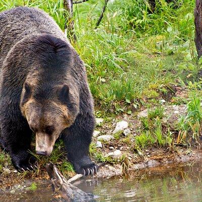 Canmore: Wilderness & Wildlife Hiking Tour - 3hrs