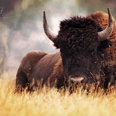 Flathead Lake & Bison Range Scenic Driving Tour