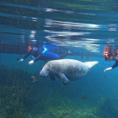 Small Group Manatee Swim Tour With In Water Guide 