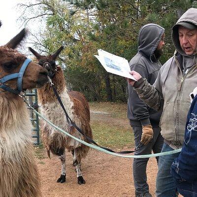 Small-Group Llama Encounter in Livingston 