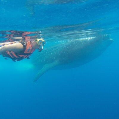 Whale Shark Tour Isla Mujeres