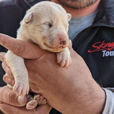 Yukon Husky Puppy Play Time & Summit Tour 