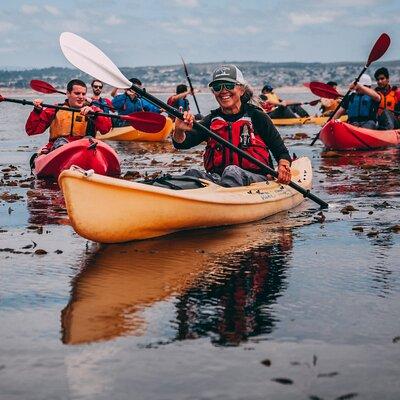 Monterey Bay Full-Day Kayak Rental: Otters, Seals and Sea Lions