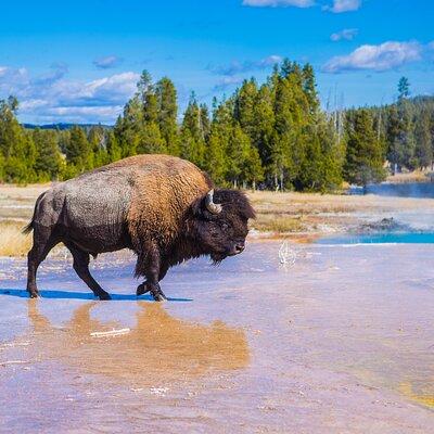 Private Yellowstone Tour: Hot Springs, Wildlife, & Waterfalls