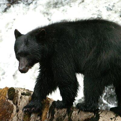 Alaskan Bear Encounter by Land & Sea