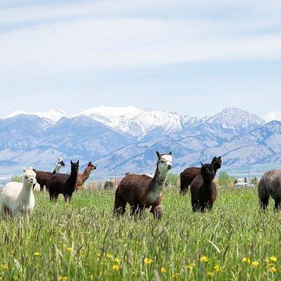 Alpaca and Llama Farm Tour