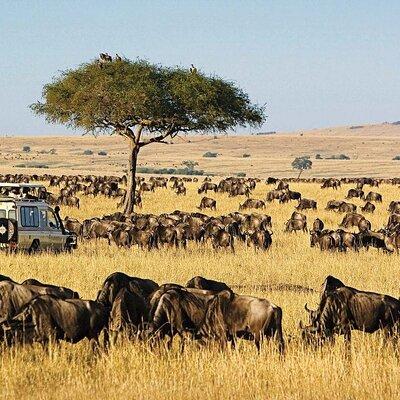 3 Days 2 Nights Maasai Mara National Reserve Safari Tour