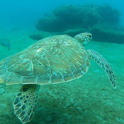 2-Hour Guided Snorkel Tour of Phil Foster Park, Blue Heron Bridge