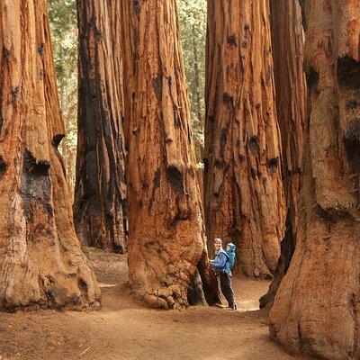 Sequoia National Park Small Group Tour from Three Rivers