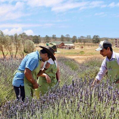 Lavender Field Guided Tour