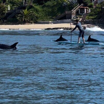 Laguna Beach Stand Up Paddle Activity