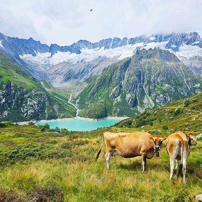 Full-Day Hiking Swiss Alps and Lake Lucerne with Pick-up 