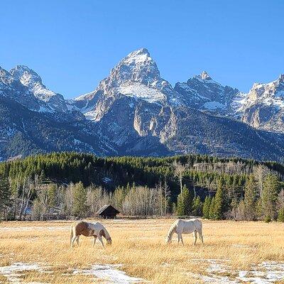 5-day In-Depth Yellowstone and Grand Teton National Park Tour